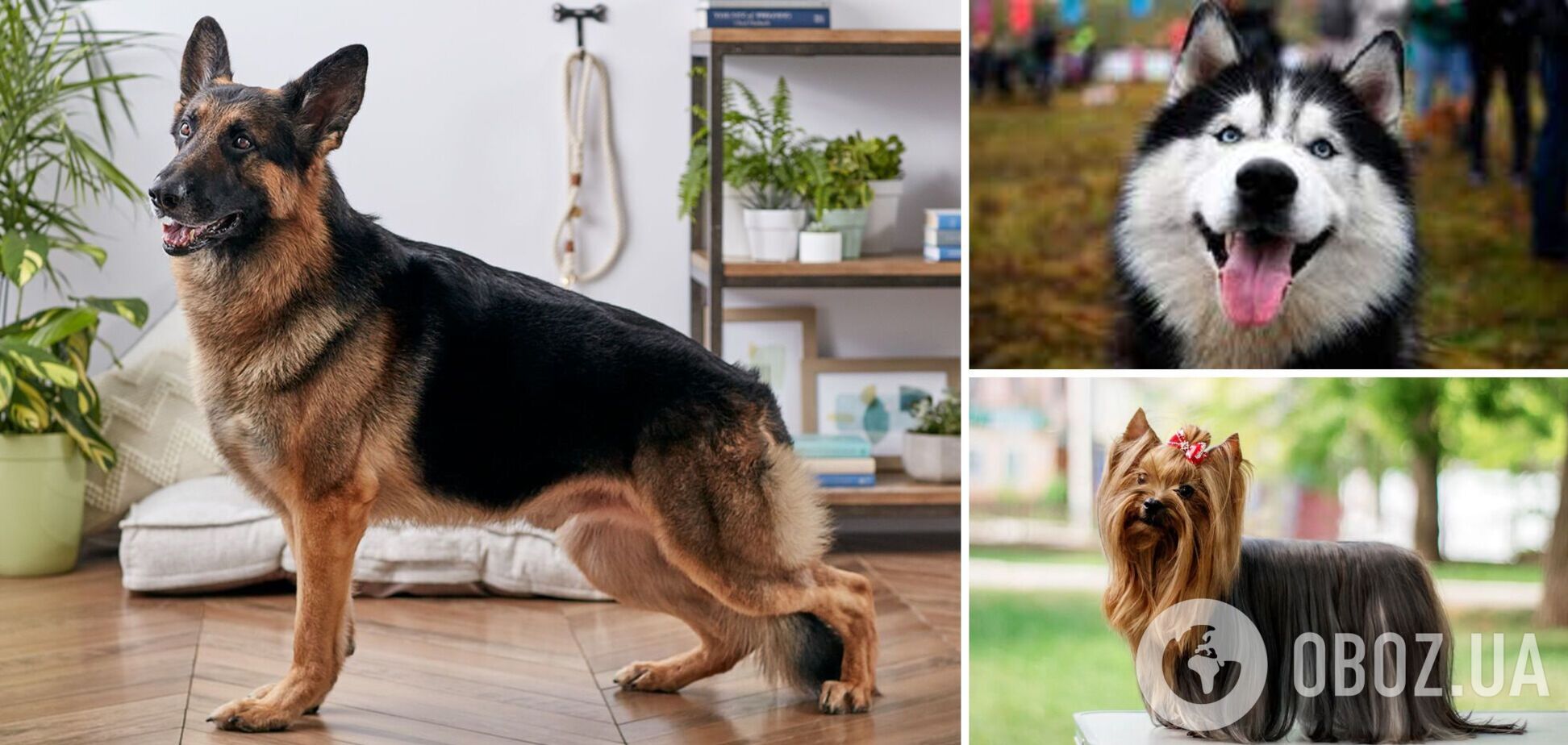 Их любят все: какие породы собак самые популярные в мире