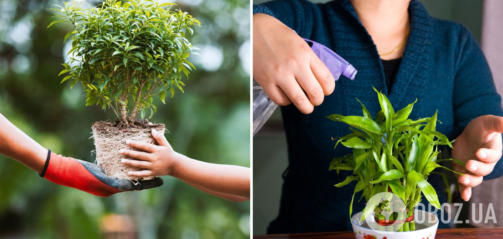 Чому не можна дарувати квіти у горщиках: прикмети, про які ви не знали