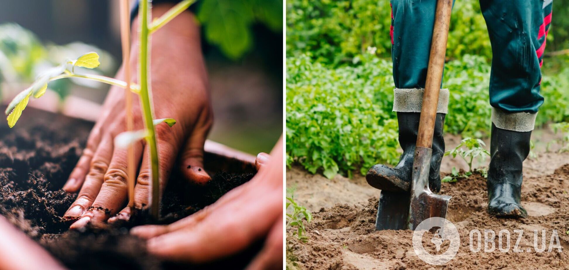Как обеззаразить почву перед посадкой овощей: когда лучше перекапывать огород