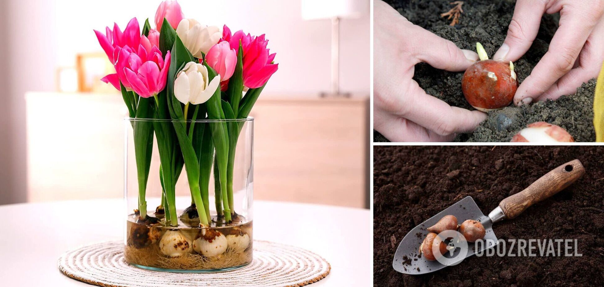 Коли треба саджати цибулини тюльпанів: секретний спосіб для пишного цвітіння