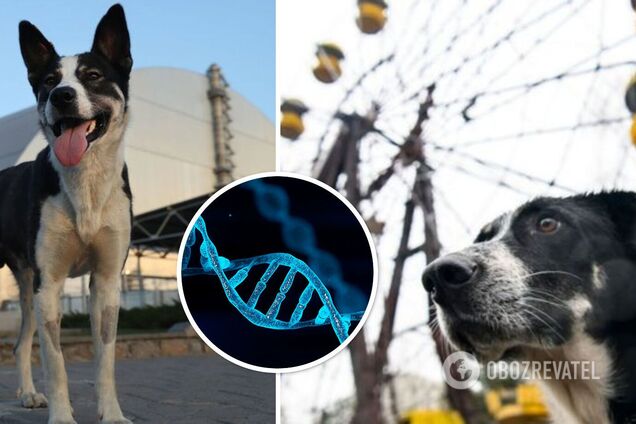 Собаки в Чернобыле имеют особые гены: что обнаружили ученые