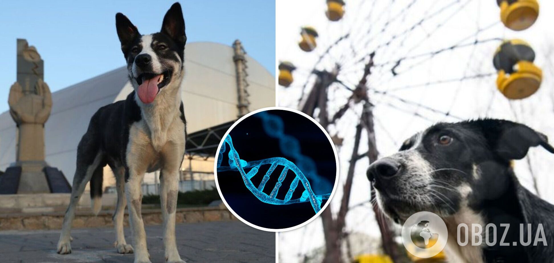 Собаки в Чернобыле имеют особые гены: что обнаружили ученые