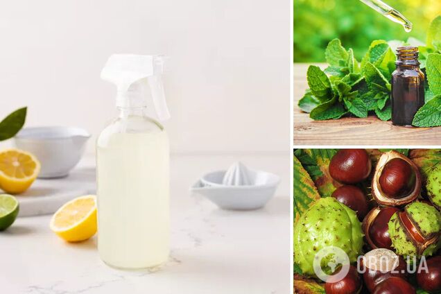 Как избавиться от пауков дома: простой и безопасный способ