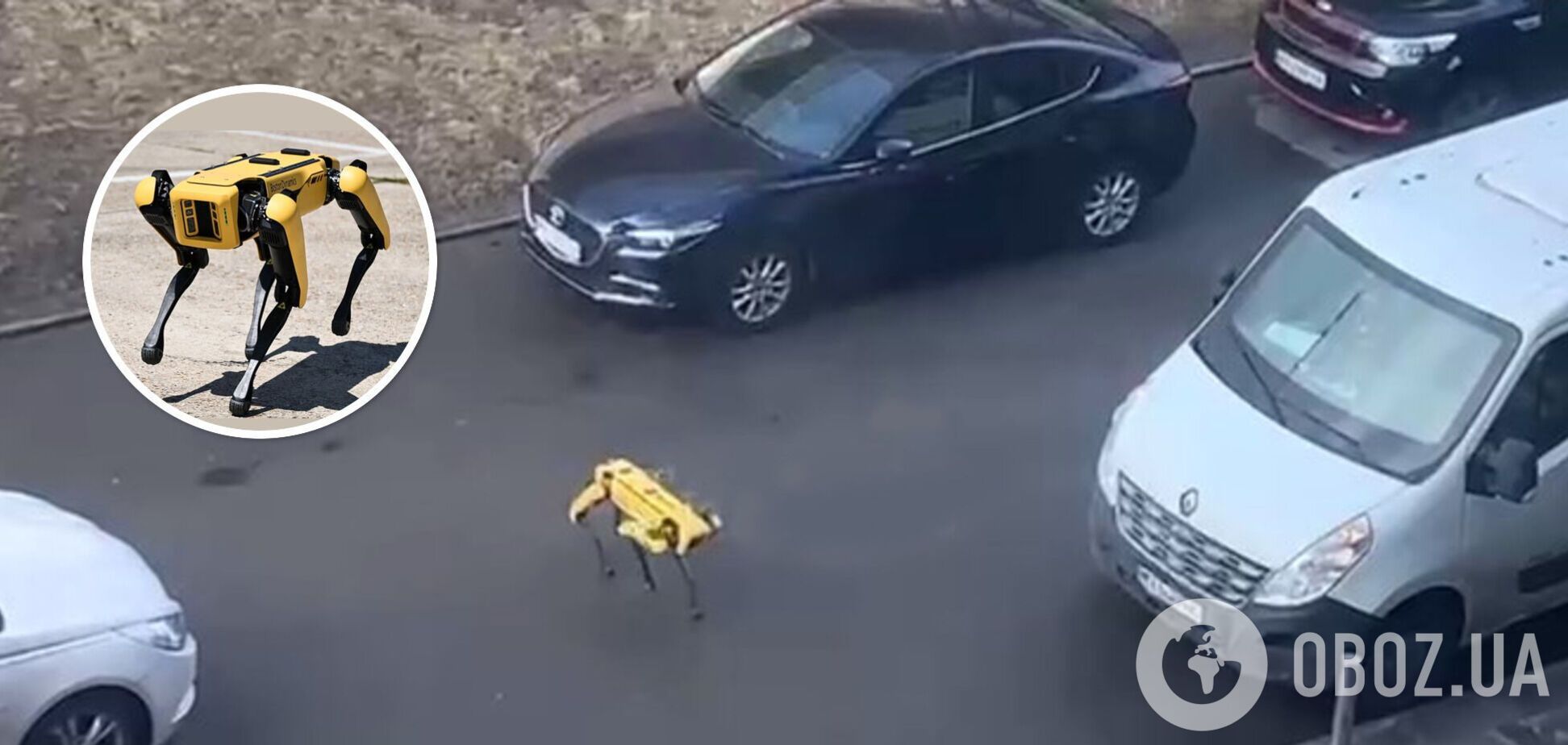 'Песик на самовигулі': в Києві помітили робота-собаку від Boston Dynamics на прогулянці. Відео