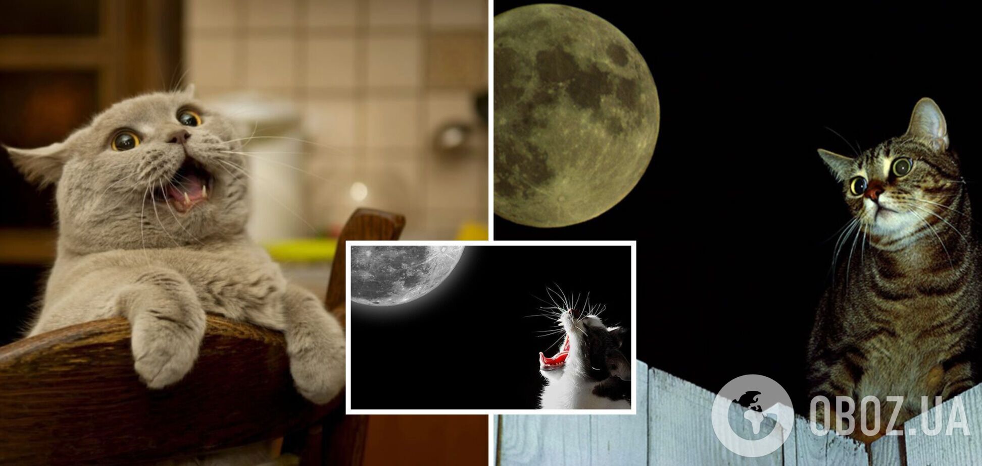 Почему коты 'летают' ночью по квартире: простое объяснение