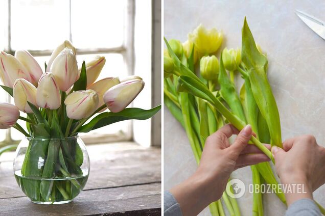Як зробити, щоб тюльпани стояли якомога довше: поради