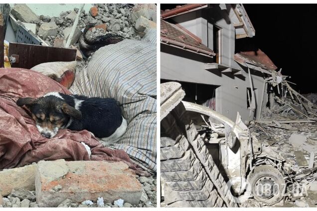 Его хозяев убила ракета РФ: сеть тронуло фото собаки на руинах дома во Львовской области. Фото