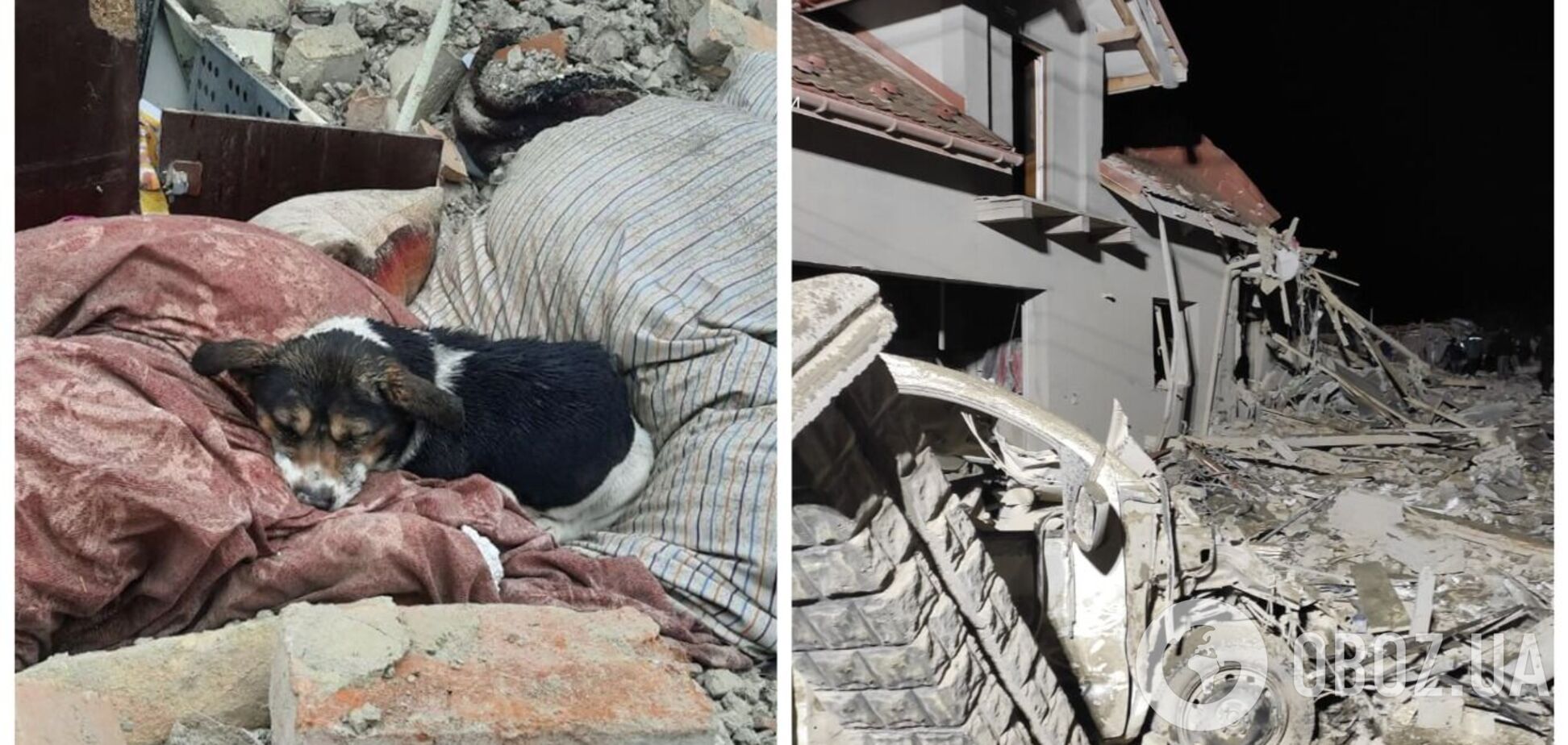 Его хозяев убила ракета РФ: сеть тронуло фото собаки на руинах дома во Львовской области. Фото