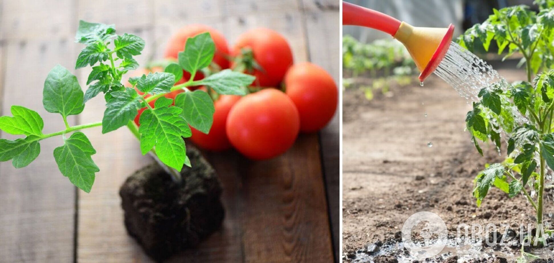 Якою водою поливати розсаду помідорів: урожай перевершить сподівання