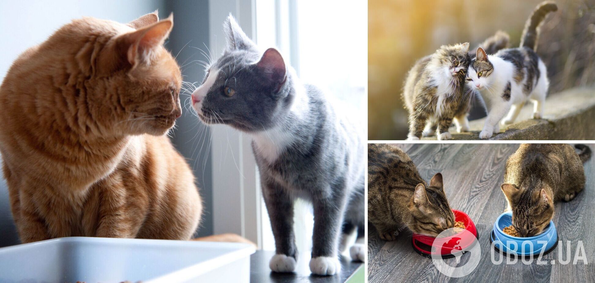 Як подружити двох котів у домі: що має зробити розумний господар