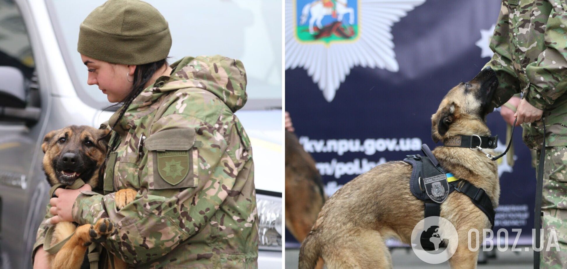 В помощь Патрону: Нидерланды передали Украине 11 собак-саперов. Фото