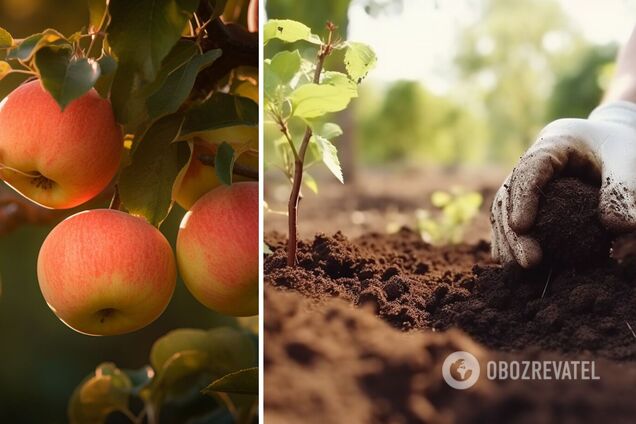Яблука будуть великими і соковитими: чим підживити дерево навесні
