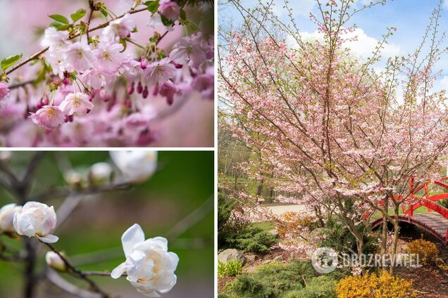 В Киеве зацвели сакуры и магнолии