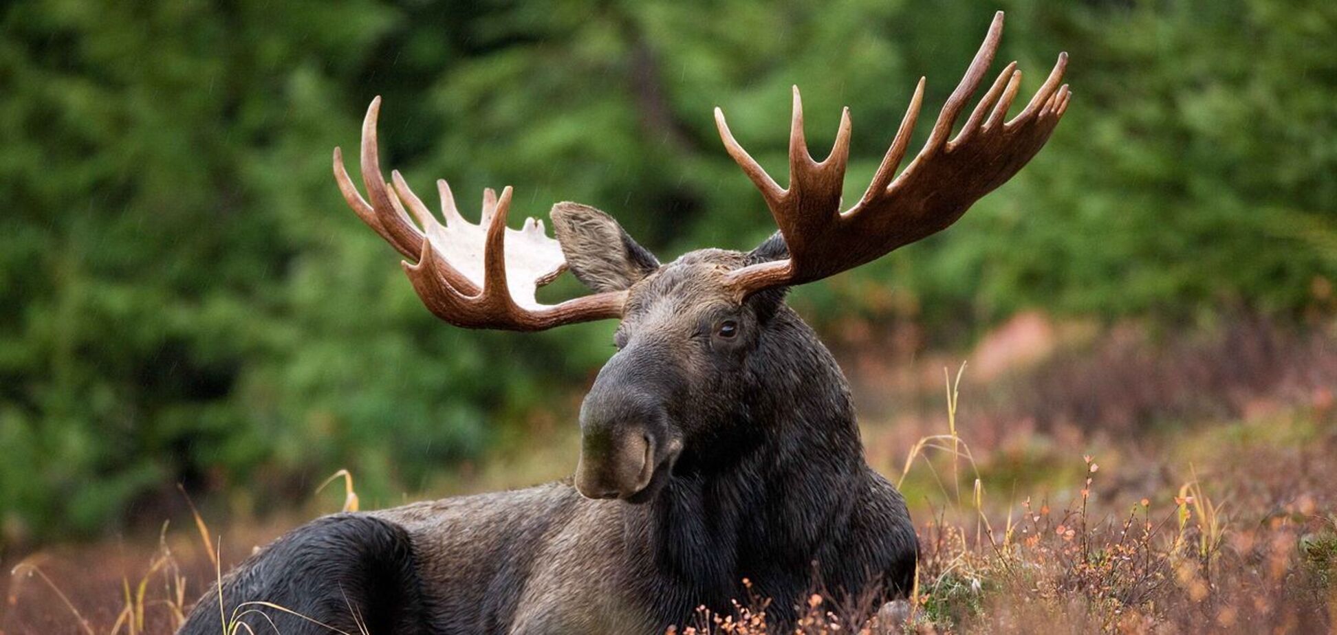 Цих тварин внесено до Червоної книги України