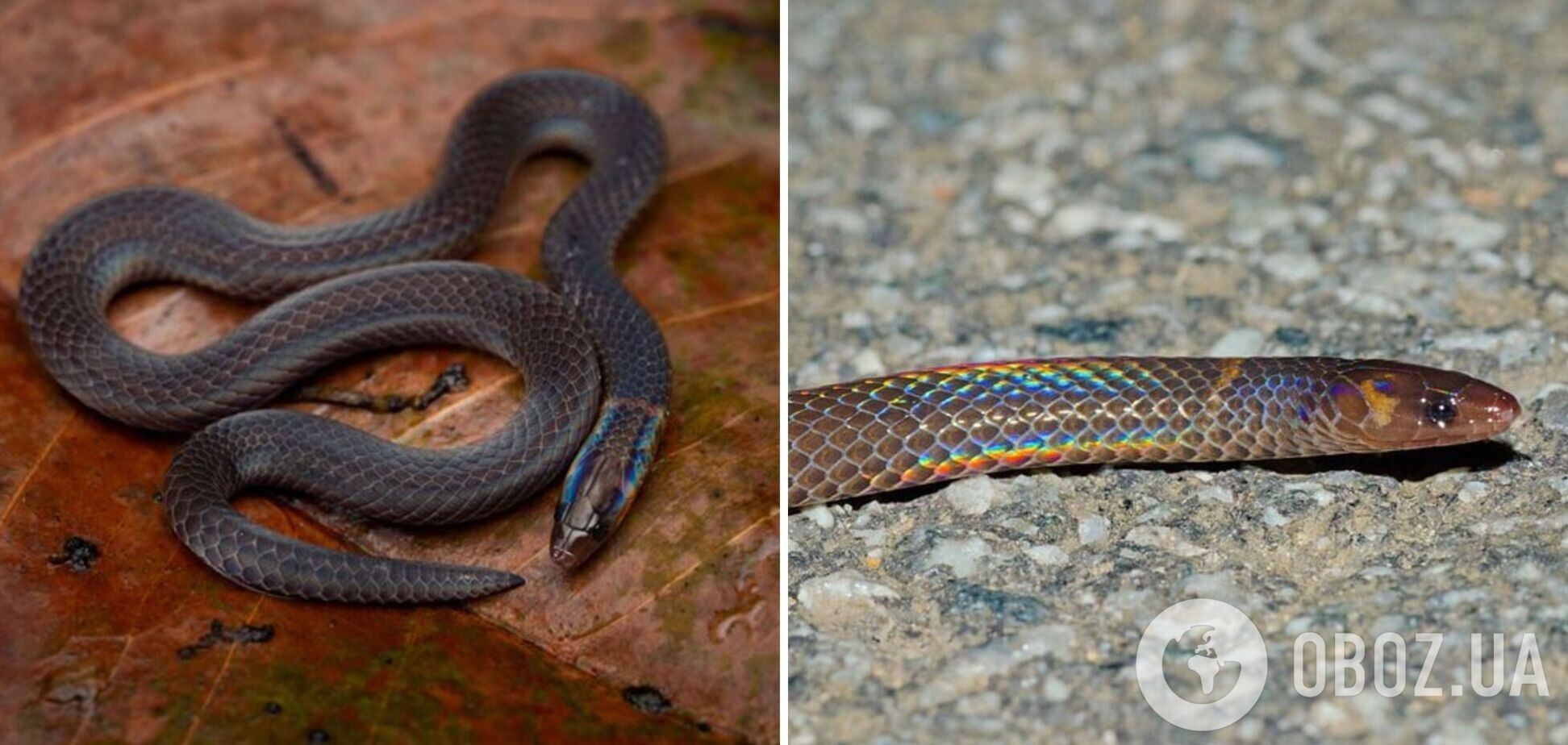 Змеи могут двигаться колесом: опубликованы уникальные жуткие кадры