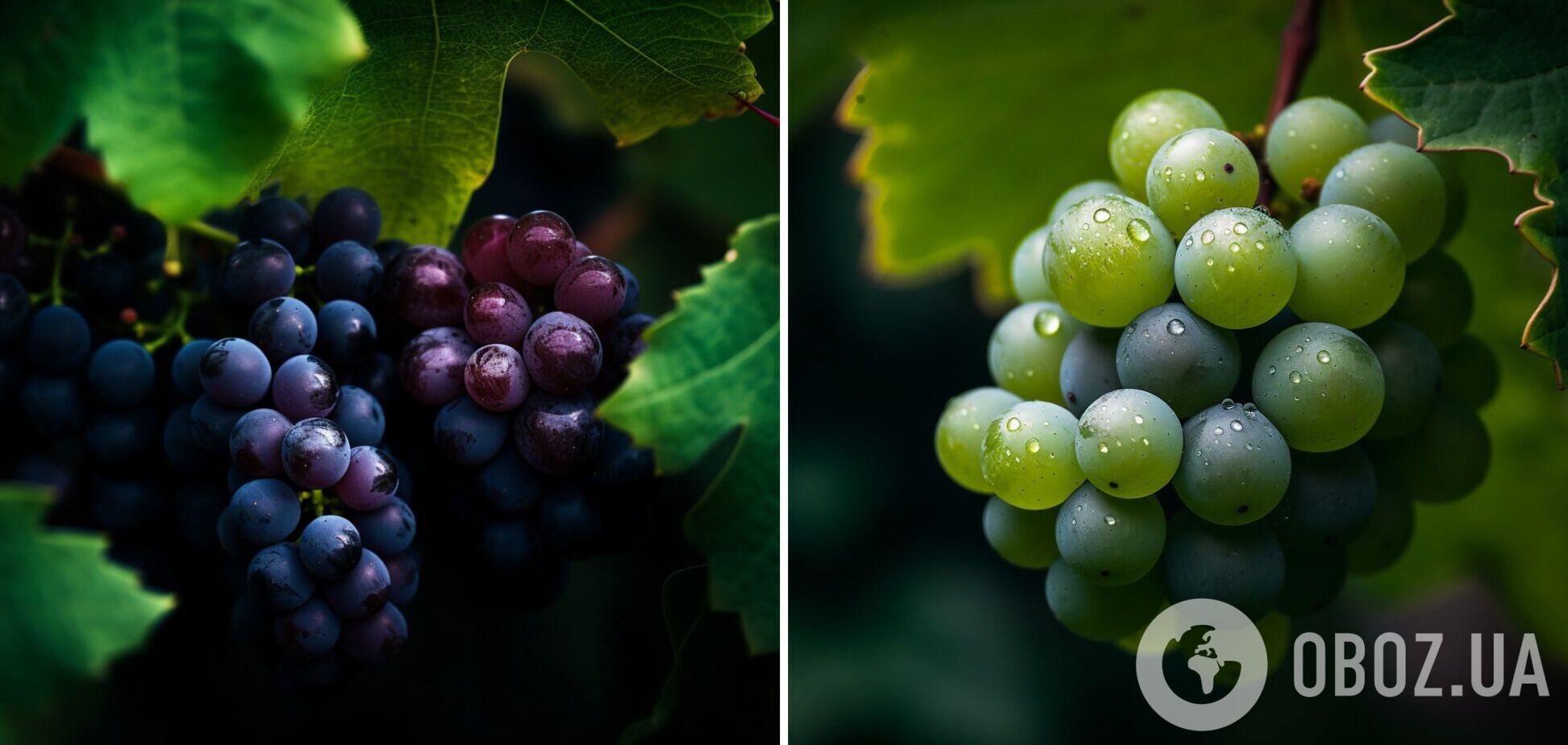 Чем подкормить виноград, чтобы урожай был гигантским: инструкция на весну
