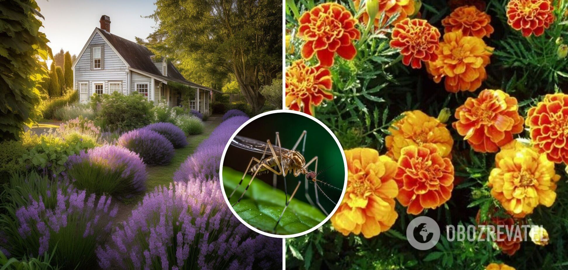 Какие цветы посадить на даче, чтобы избавиться от комаров: ароматные варианты