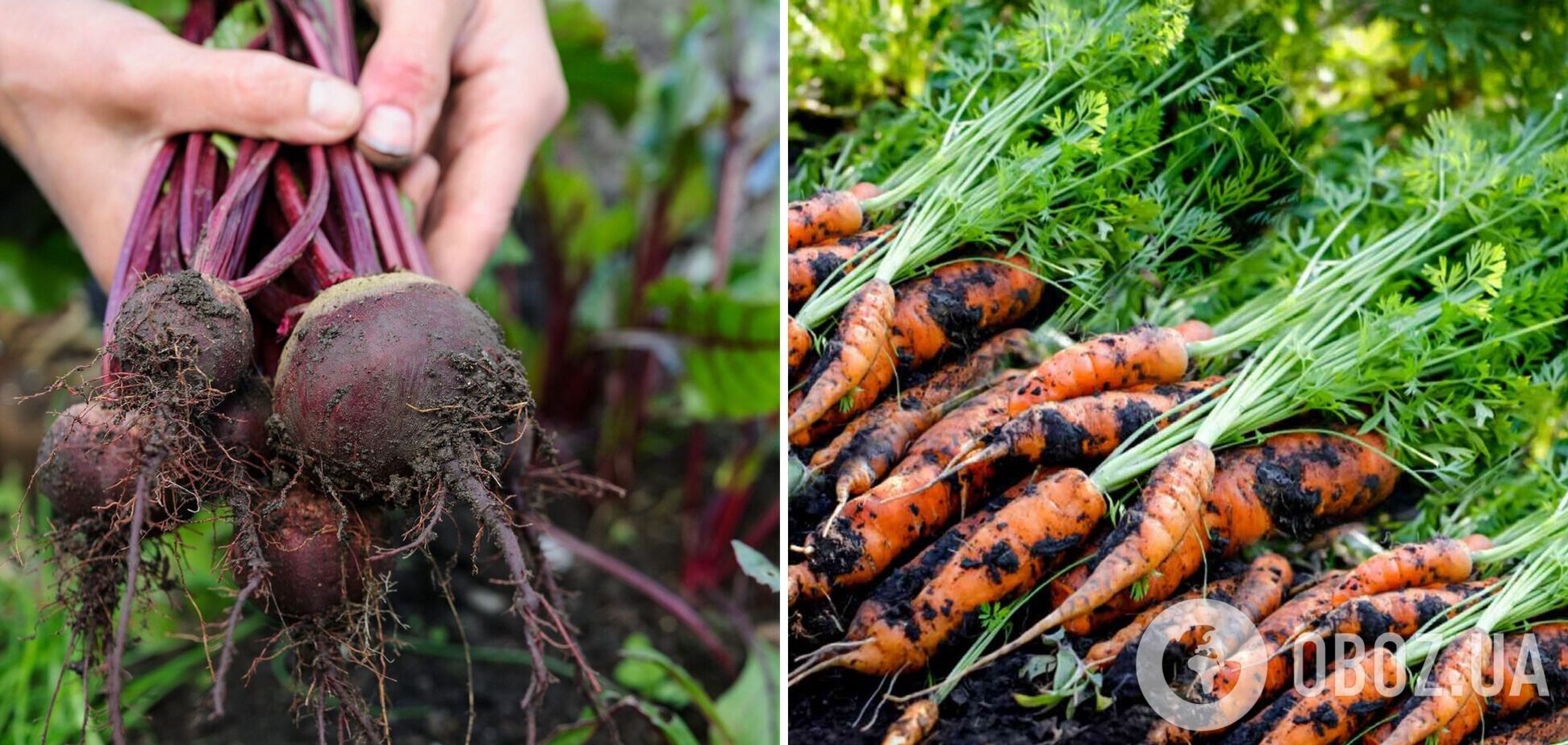 Чем подкормить свеклу и морковь, чтобы выросли сладкими: секрет огородников
