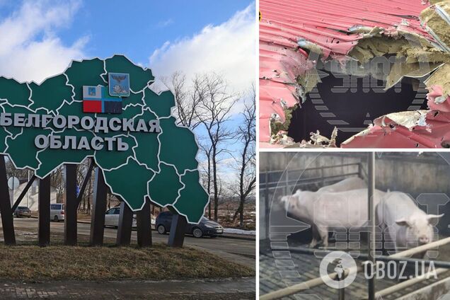 У Бєлгородській області заявили про атаку дрона ЗСУ на свинокомплекс і обстріл будівель: нібито загинули майже 180 тварин