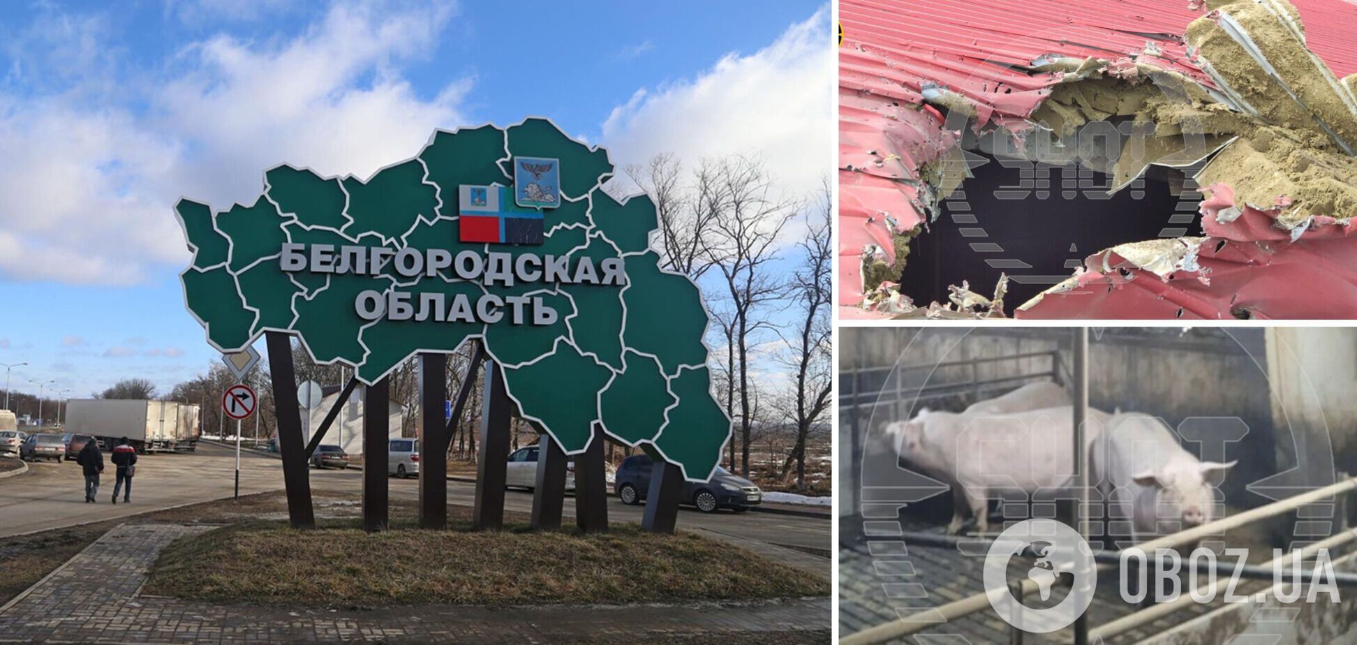 У Бєлгородській області заявили про атаку дрона ЗСУ на свинокомплекс і обстріл будівель: нібито загинули майже 180 тварин