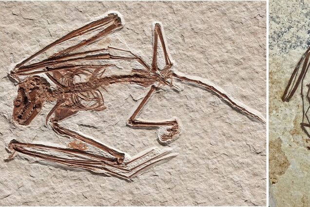 Найден скелет ранее неизвестного вида крылатого существа, которому 52 миллиона лет. Фото