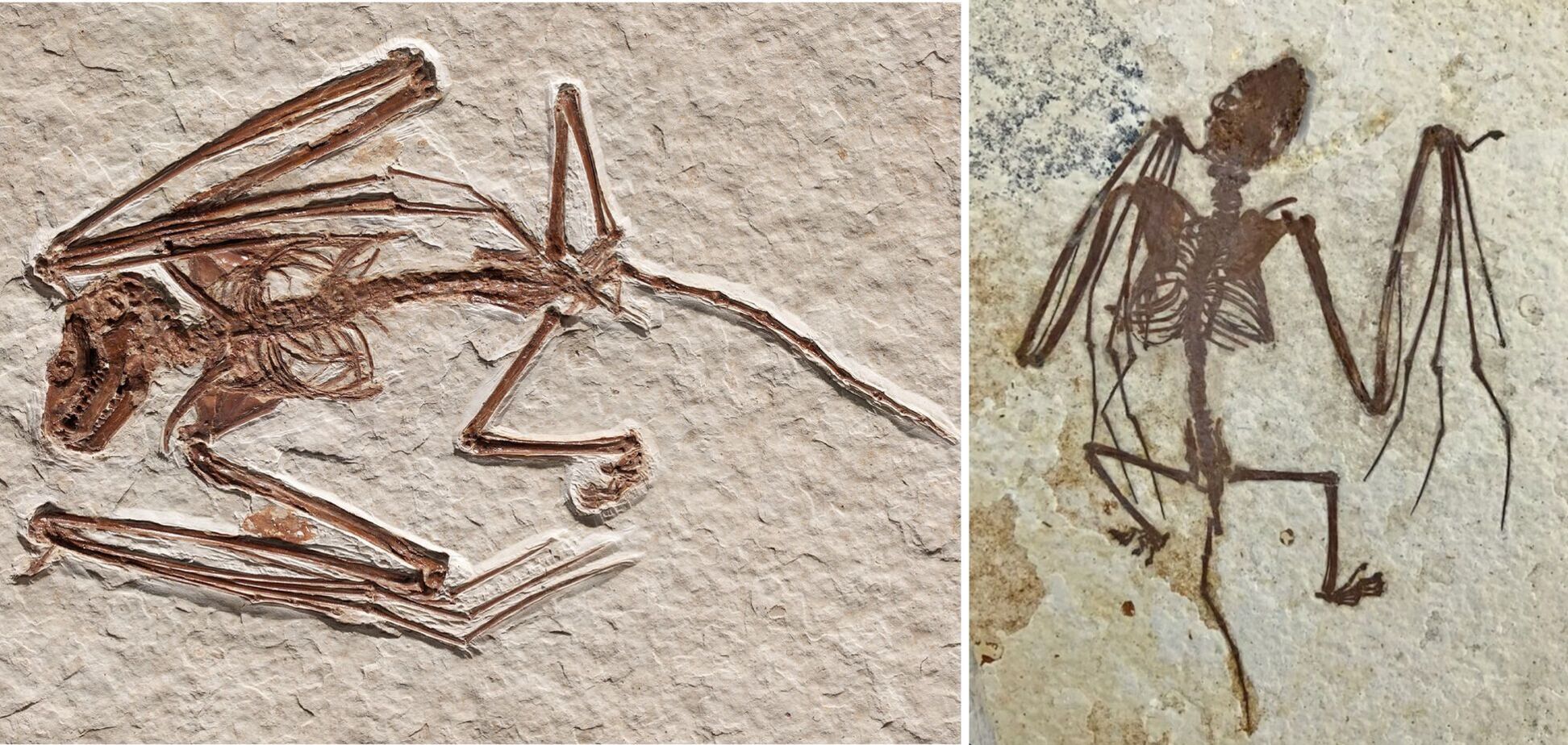 Найден скелет ранее неизвестного вида крылатого существа, которому 52 миллиона лет. Фото