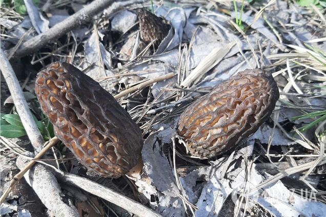 Эти грибы считают условно съедобными