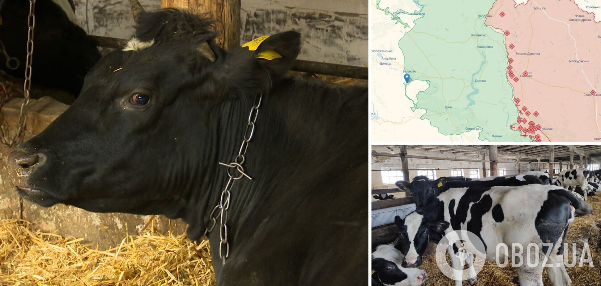 В селе на Харьковщине во время оккупации коровы от голода начали есть друг друга: в сети рассказали о бедах, которые принесли захватчики. Фото
