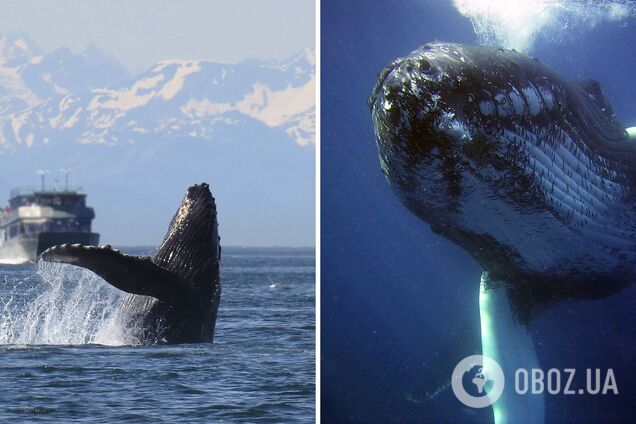 'Полювання' на китів: куди поїхати, щоб помилуватися граційними морськими створіннями