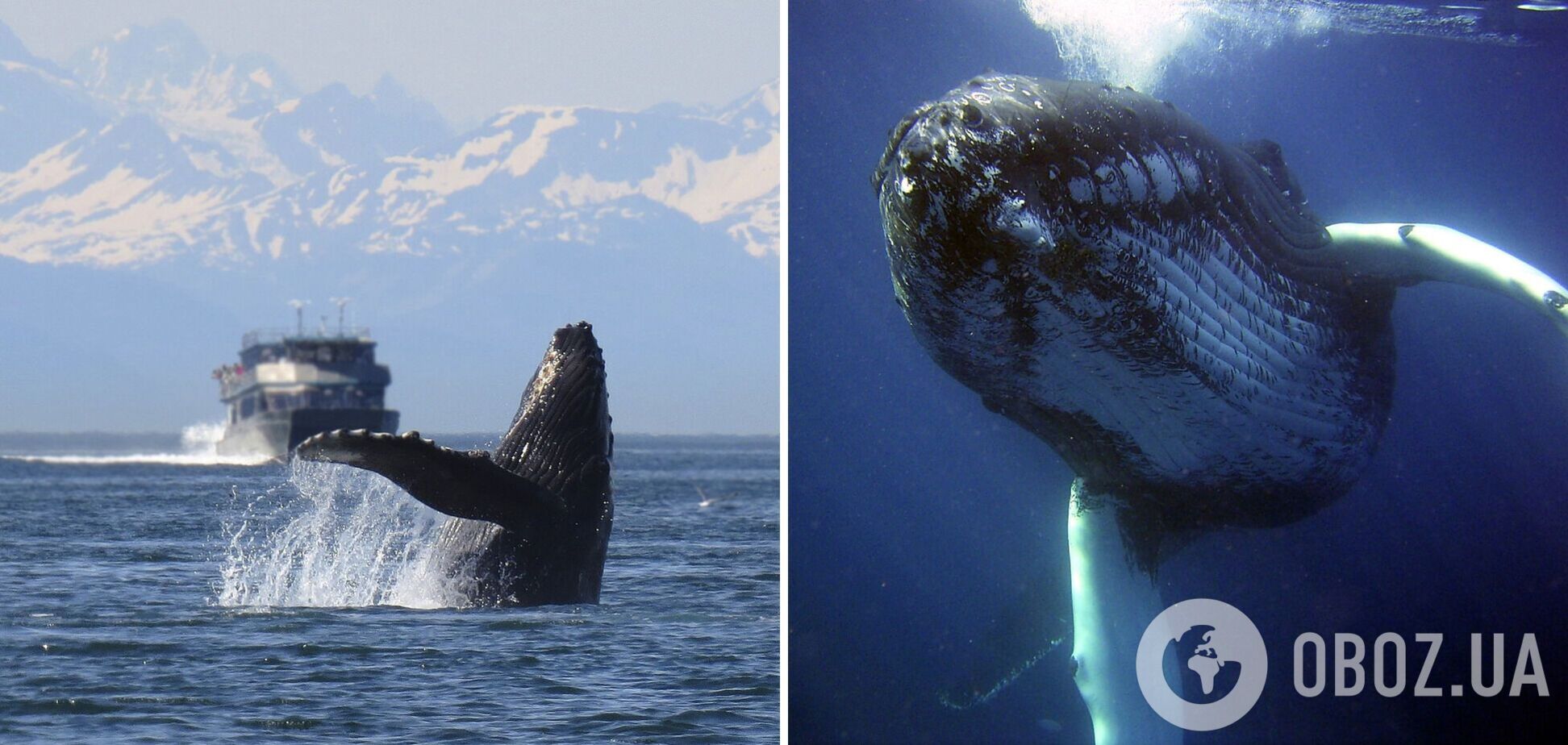 'Охота' на китов: куда поехать, чтобы полюбоваться грациозными морскими созданиями