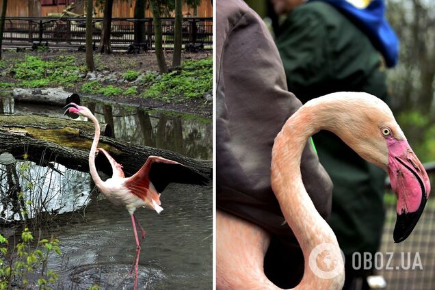 У КиївЗоо на природу випустили рожевих фламінго