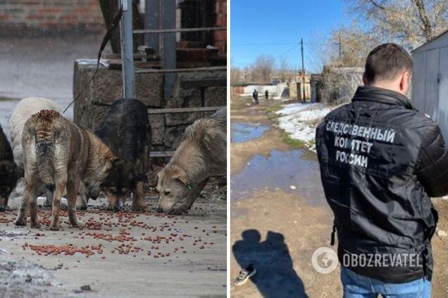 Собаки загрызли ребенка в Оренбурге, медики не успели на помощь - фото |  OBOZ.UA