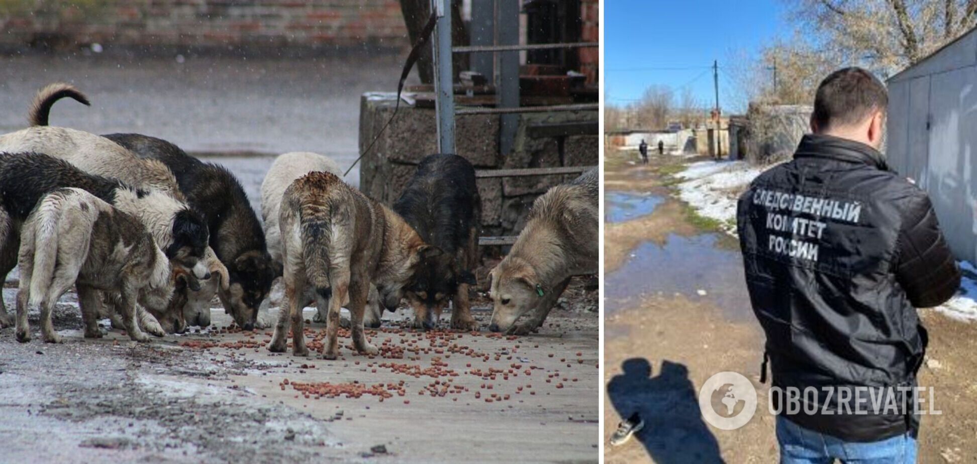 У російському  Оренбурзі бродячі пси на смерть загризли дитину. Фото  