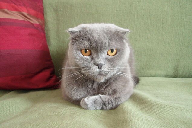 Власник привіз тварину на грумінг