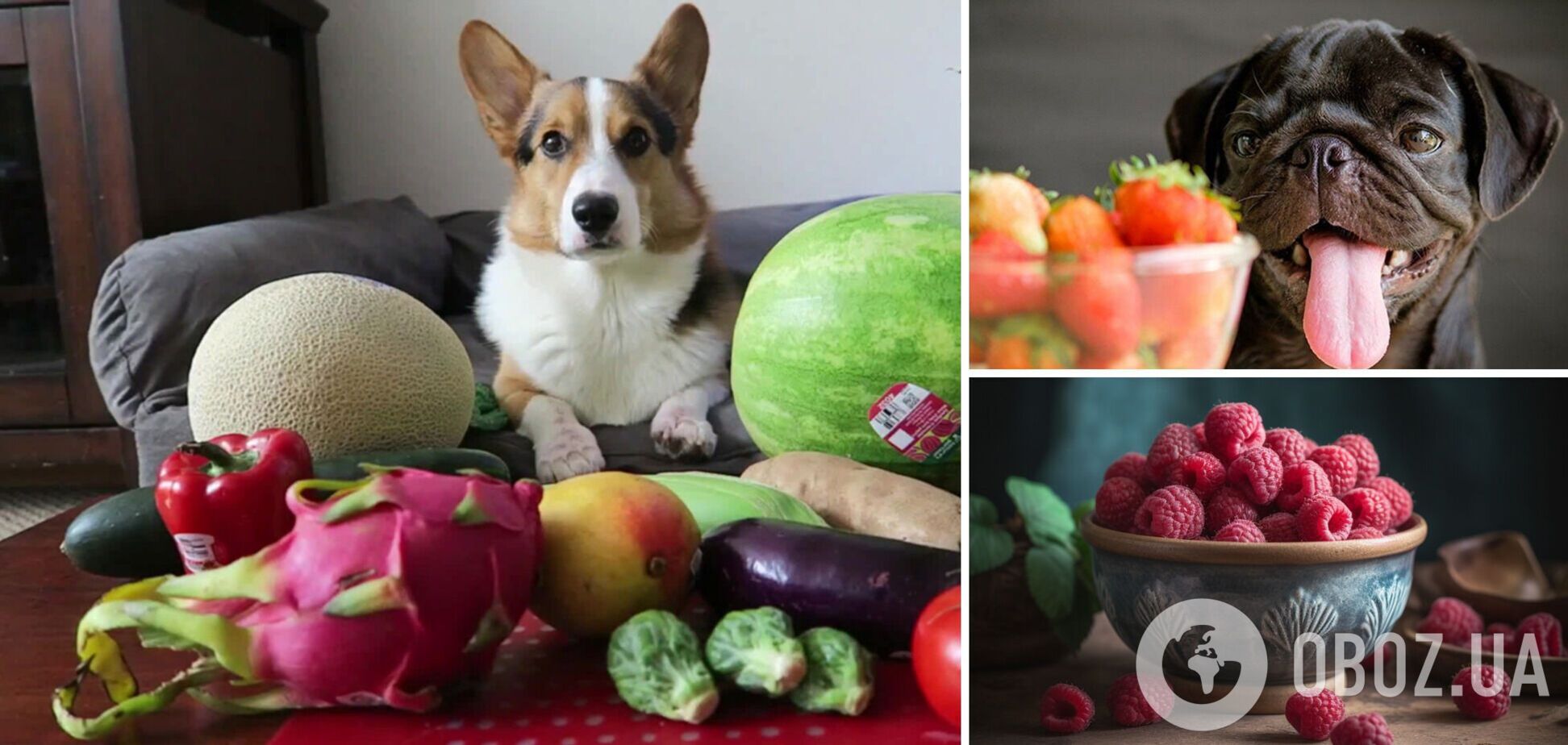 Які фрукти можна давати собакам: список, що вас здивує