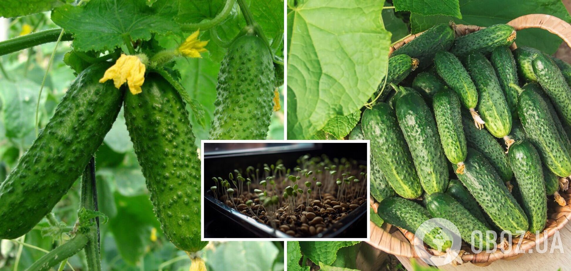 Як виростити огірки в окропі: швидкий спосіб пророщування насіння