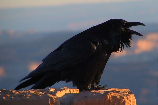 Птахи активно спілкувались