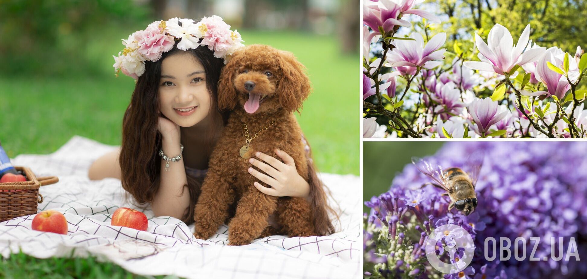 Поле тюльпанів та сад сакур: де провести вихідні у Києві та області