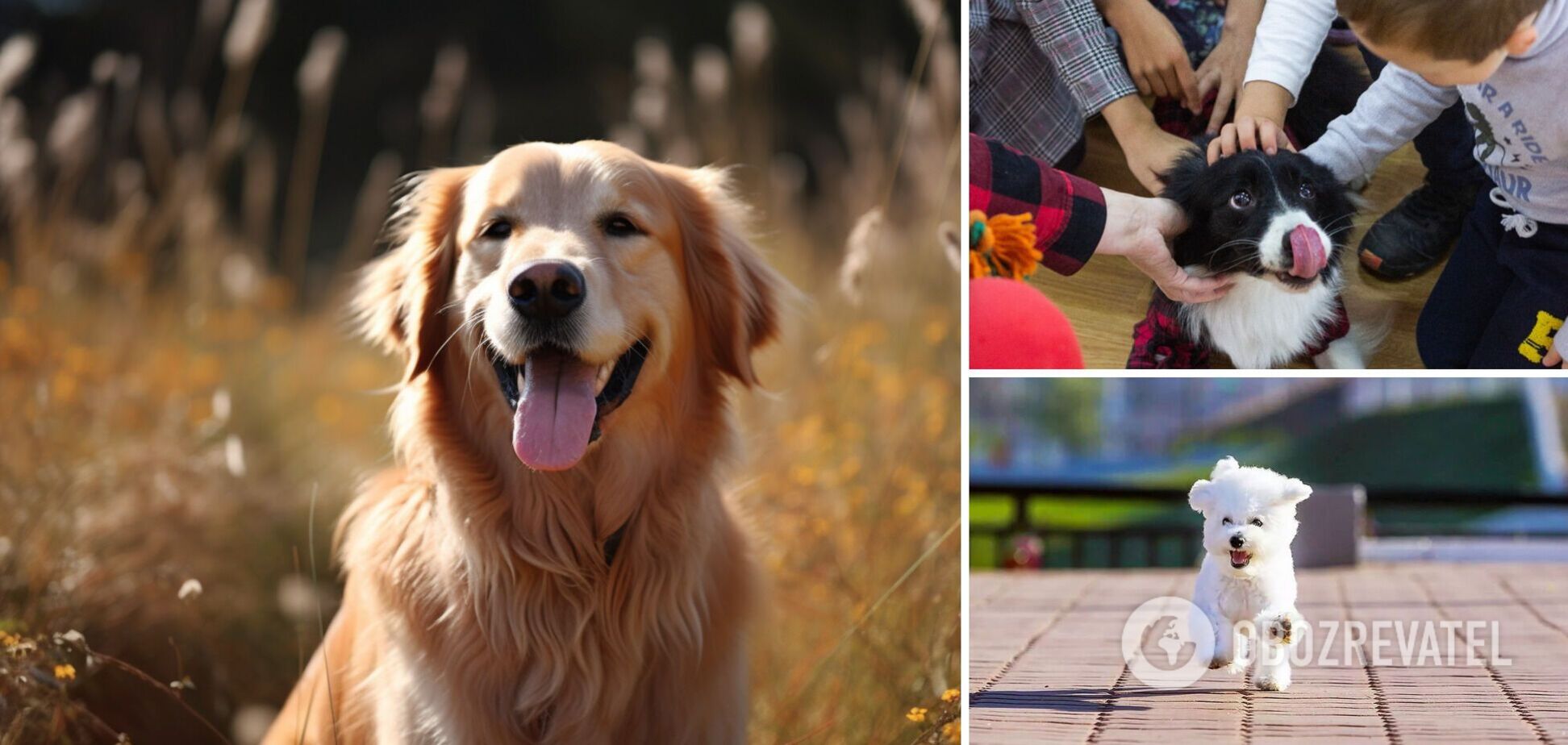 Ніколи не ображаються: які породи собак найдобріші