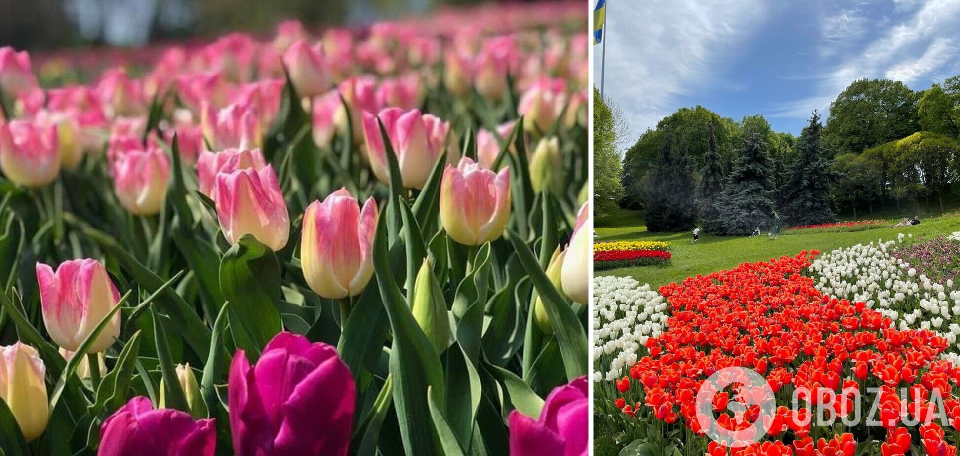 В Киеве откроется выставка тюльпанов в парке Спивоче 