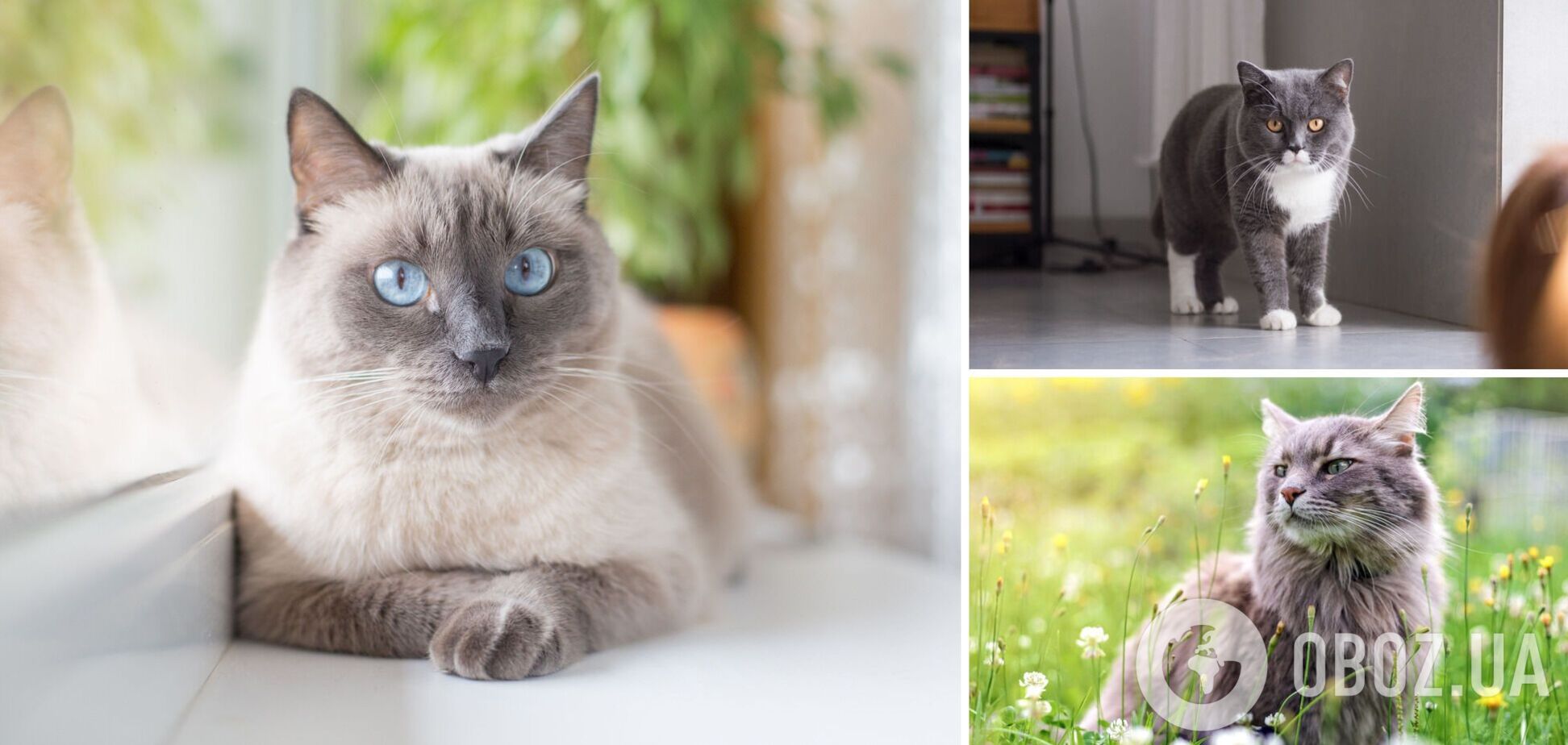 Какие коты самые ревнивые: топ-3 пород и фото