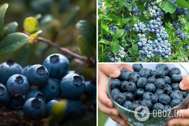 Купувати більше не доведеться: як виростити вдома лохину