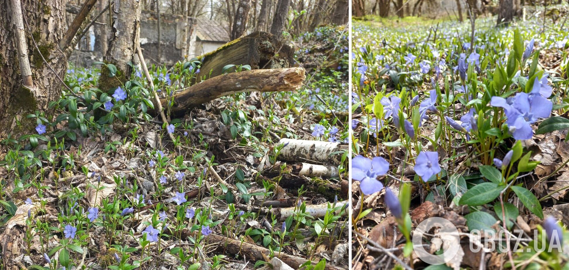 У Чорнобильській зоні зацвів барвінок