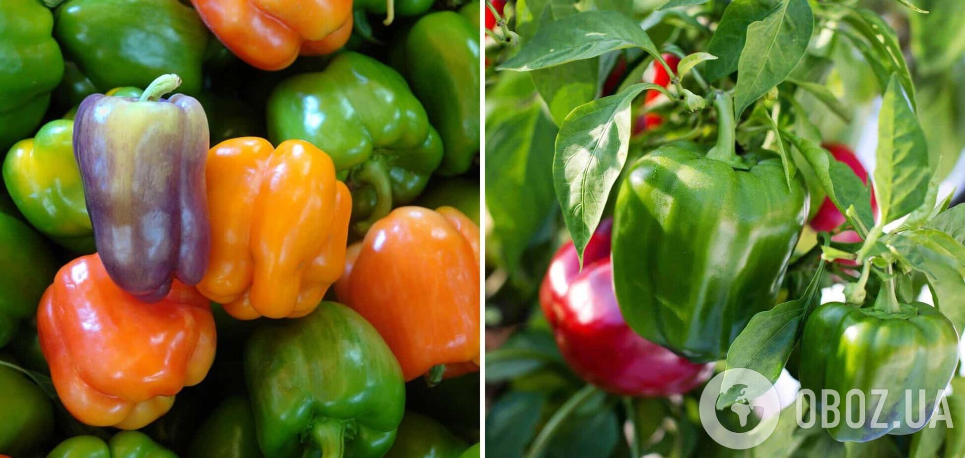 Когда и чем подкормить перец: бабушкин секрет для богатого урожая