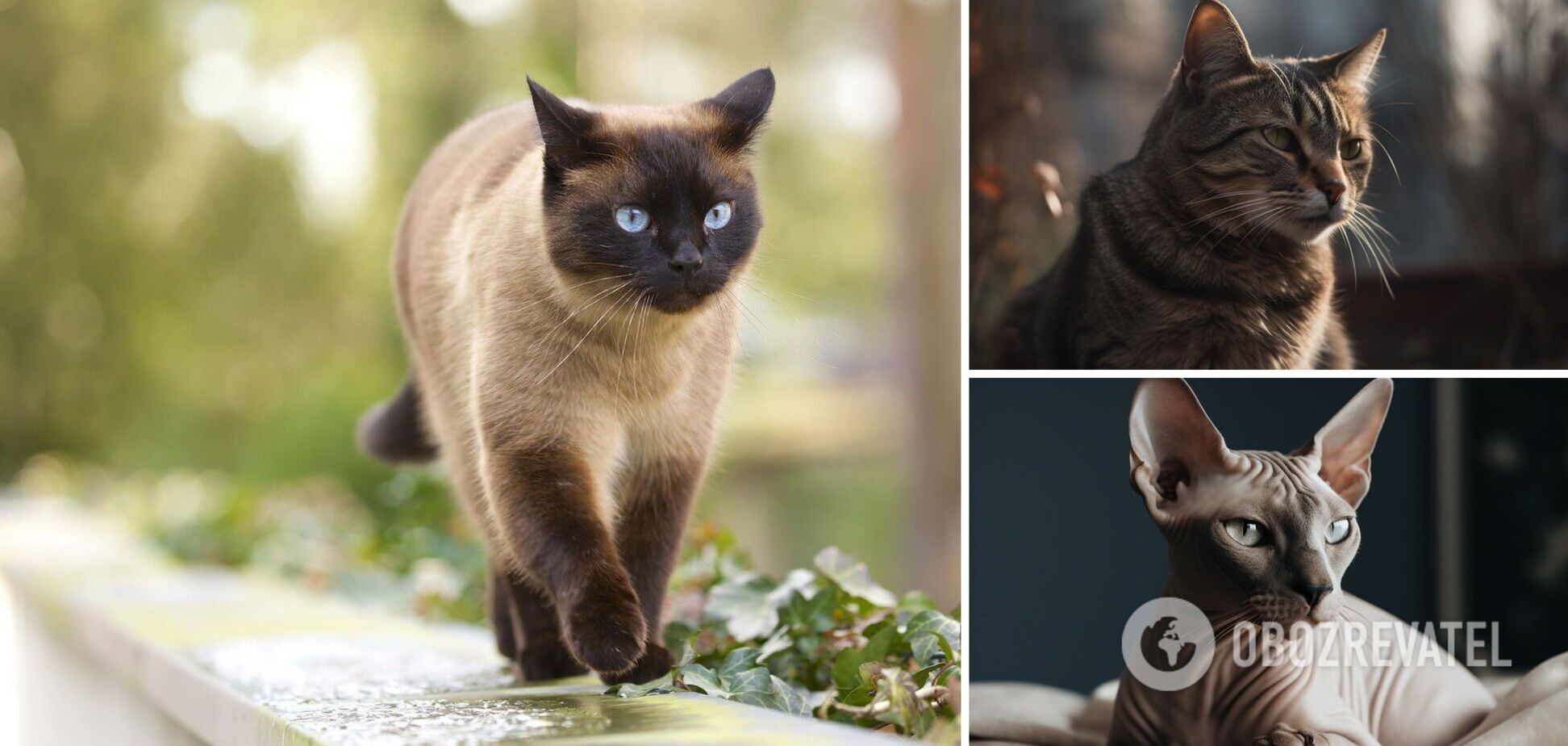 Какие кошки лучше всего умеют любить: породы и фото