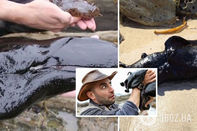 Страшный зверь в водоеме наделал шум в сети: как выглядит 'пришелец'