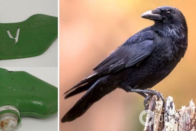 На Харківщині місцеві мешканці скаржаться на ворон, які переносять міни: що кажуть про це фахівці