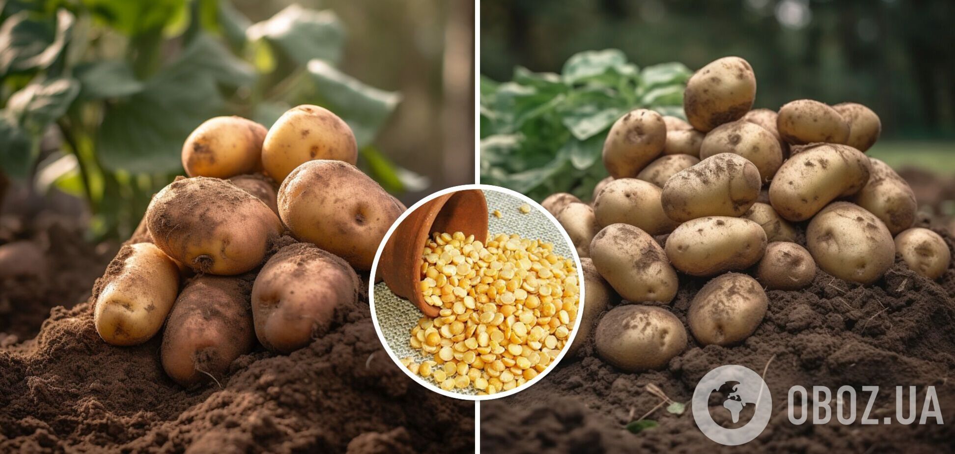 Картофеля будет больше, а жуков – меньше: дачная хитрость для увеличения урожая