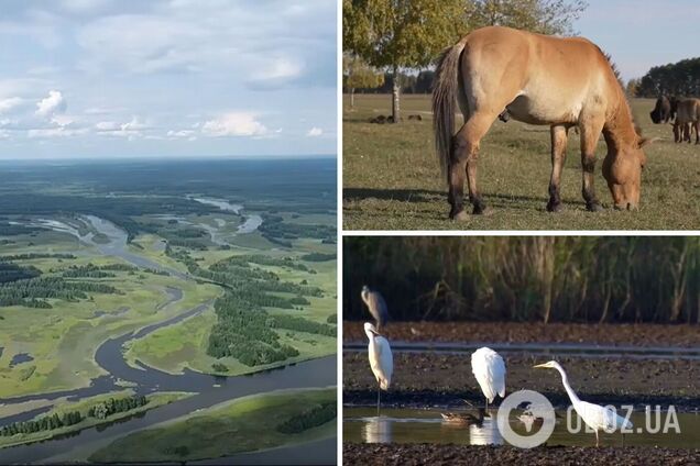 37 лет природа находится под защитой радиации