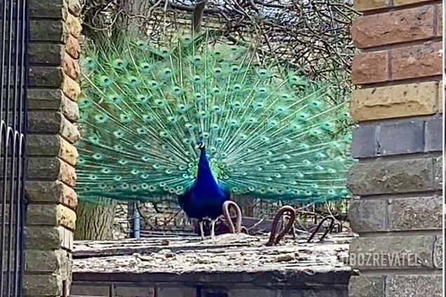 Птицы живут на частном дворе